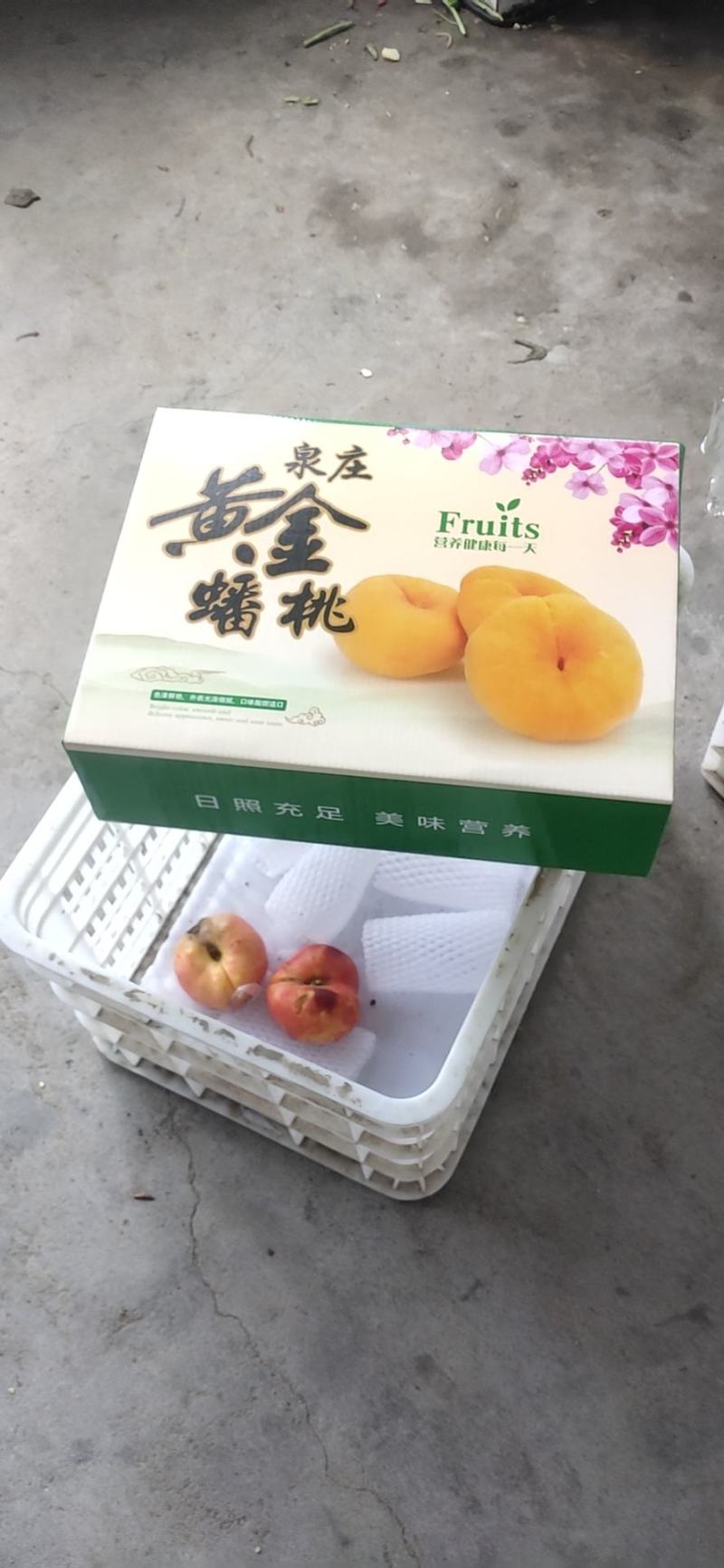 黄桃山东黄桃个大脆甜欢迎老板前来洽谈合作
