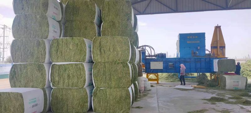 苜蓿甘肃玉门头茬苜蓿草苜蓿蛋白18—20水分8-15