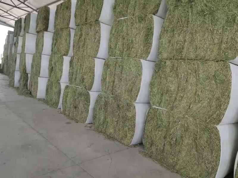 苜蓿甘肃玉门头茬苜蓿草苜蓿蛋白18—20水分8-15
