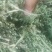 苜蓿甘肃玉门头茬苜蓿草苜蓿蛋白18—20水分8-15