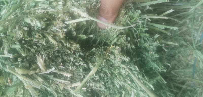 苜蓿甘肃玉门头茬苜蓿草苜蓿蛋白18—20水分8-15