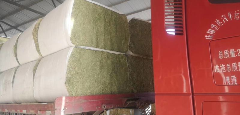 苜蓿甘肃玉门头茬苜蓿草苜蓿蛋白18—20水分8-15