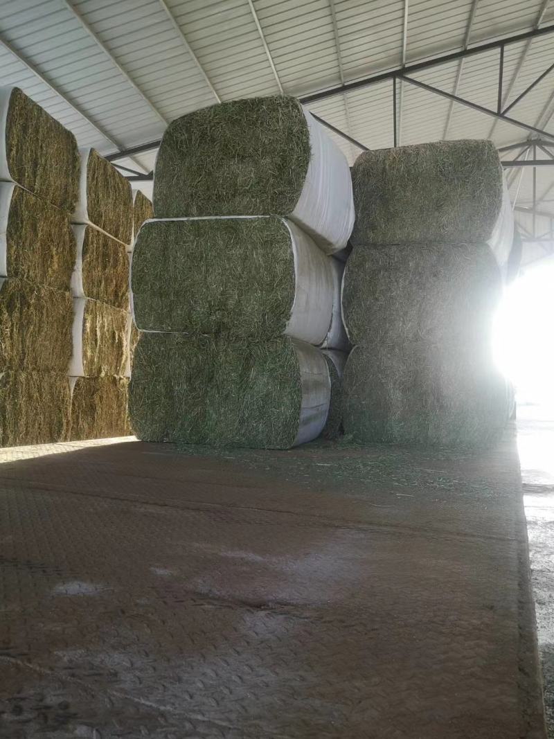 苜蓿甘肃玉门头茬苜蓿草苜蓿蛋白18—20水分8-15