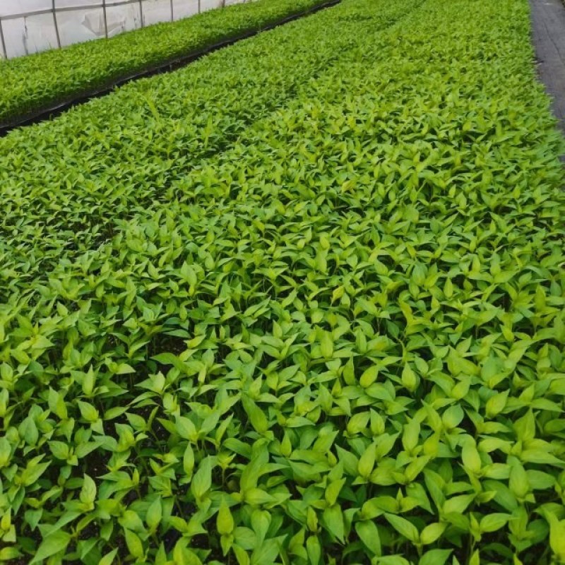 广西育苗基地代育加工品质优质量保证常年供应！