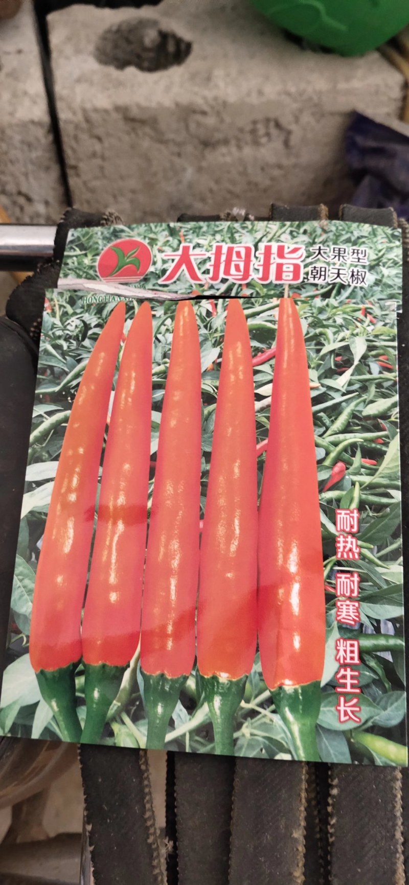 广西育苗基地代育加工品质优质量保证常年供应！