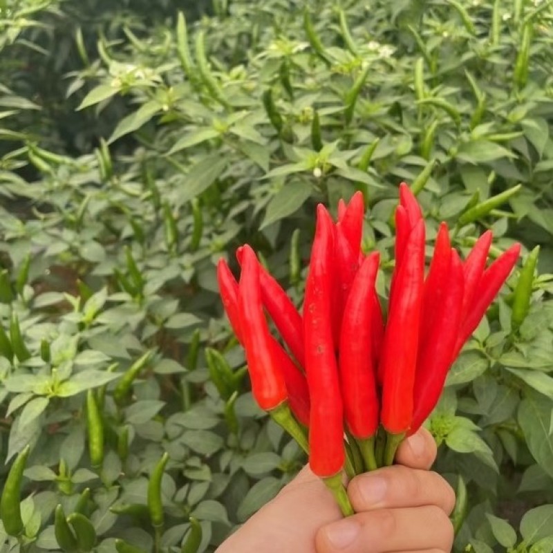 广西育苗基地代育加工品质优质量保证常年供应！