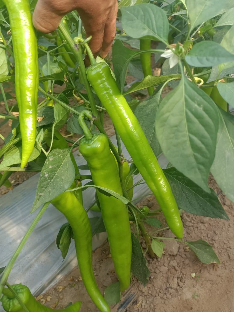 鲜辣椒螺丝椒，牛角椒，芜湖椒大量有货价格优惠，欢迎来电