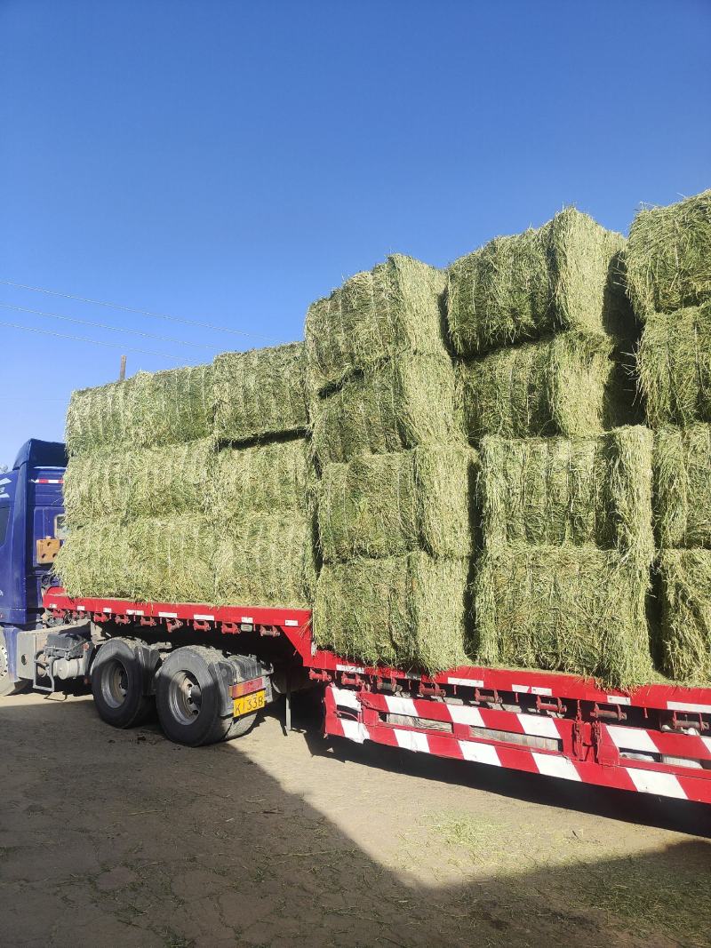 优质苜蓿草国产进口都有需要的联系蛋白18以上甘肃河西