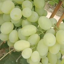 【热销】维多利亚葡萄，产地直发品质保证欢迎选购量大从优。
