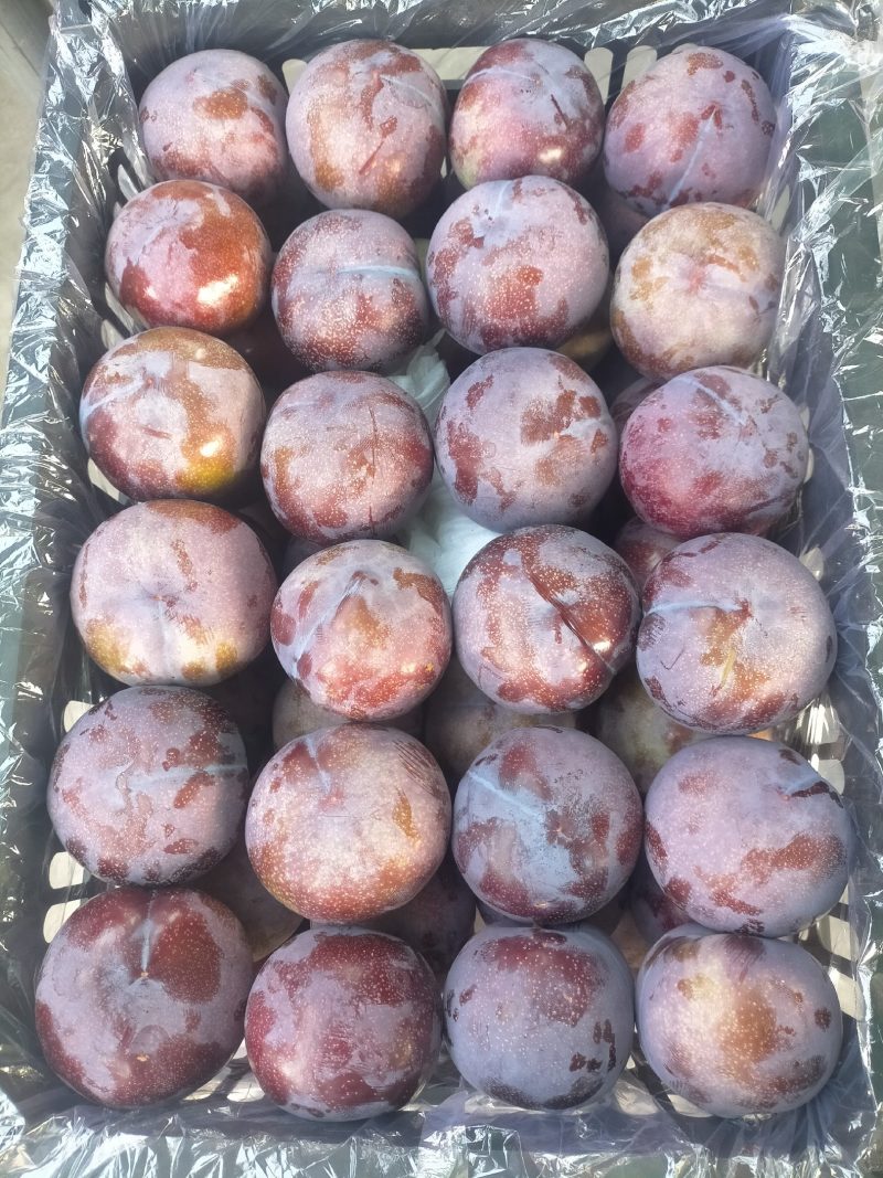 我要把家乡的各种李子代卖到全国各地，诚实得人心，