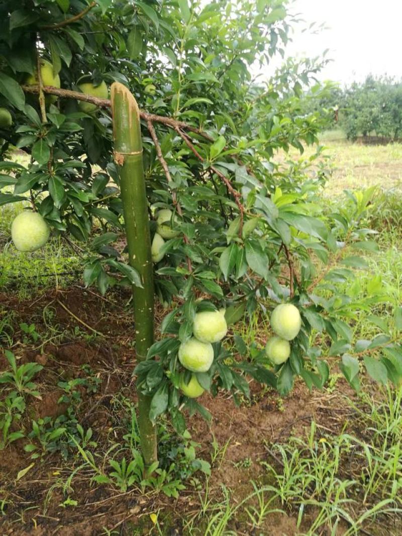 实力奈李，桃形李，同姓不同名大量上市李子万亩基地