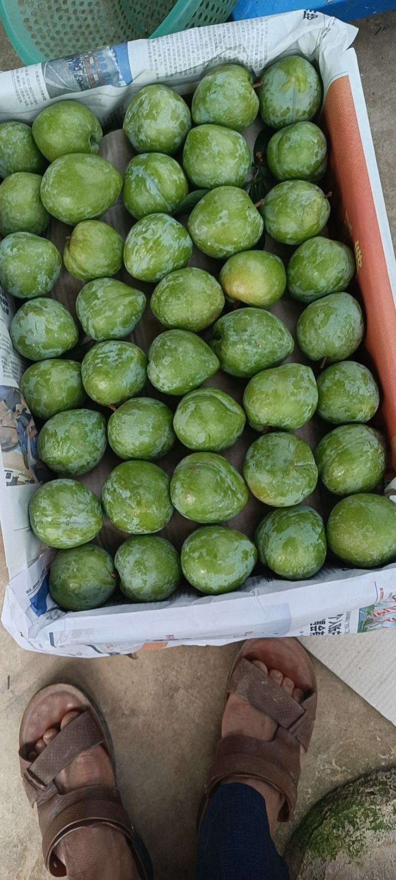 实力奈李，桃形李，同姓不同名大量上市李子万亩基地
