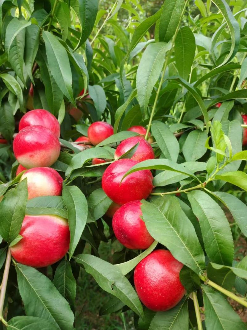 各种李子大量上市中价格便宜五零至陆伍，