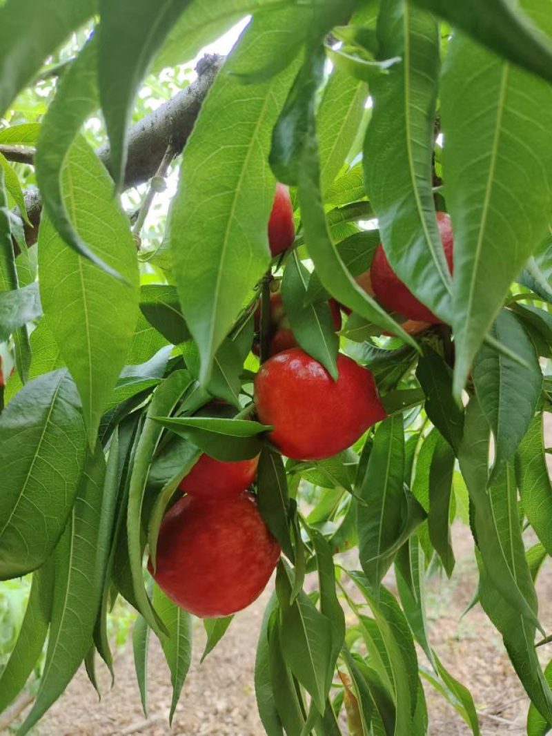 各种李子大量上市中价格便宜五零至陆伍，