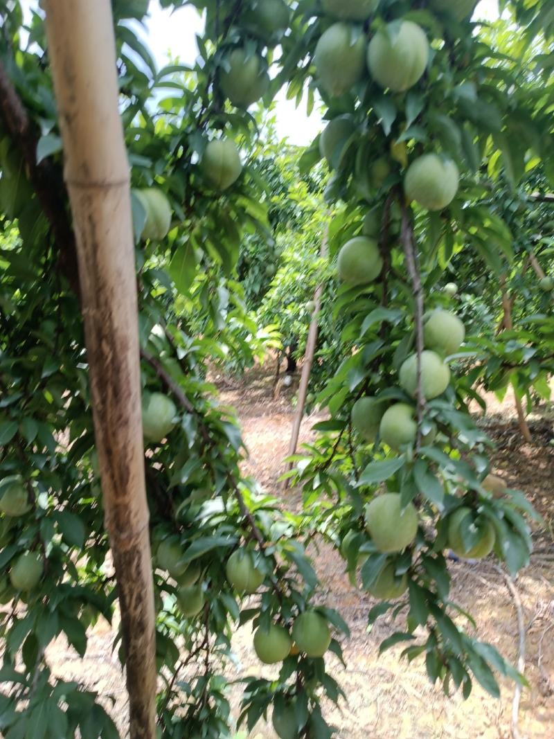 实力奈李，桃形李，同姓不同名大量上市李子万亩基地