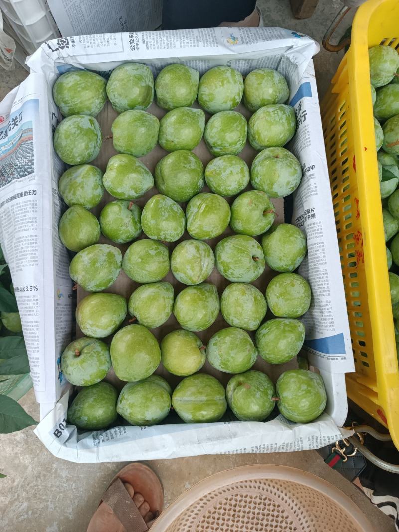 实力奈李，桃形李，同姓不同名大量上市李子万亩基地
