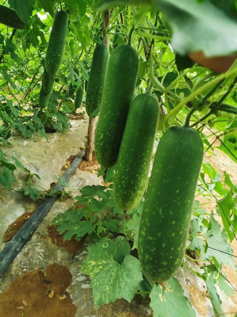 广西育苗基地毛节瓜嫁接苗直播苗代育加工品质优质量保证！