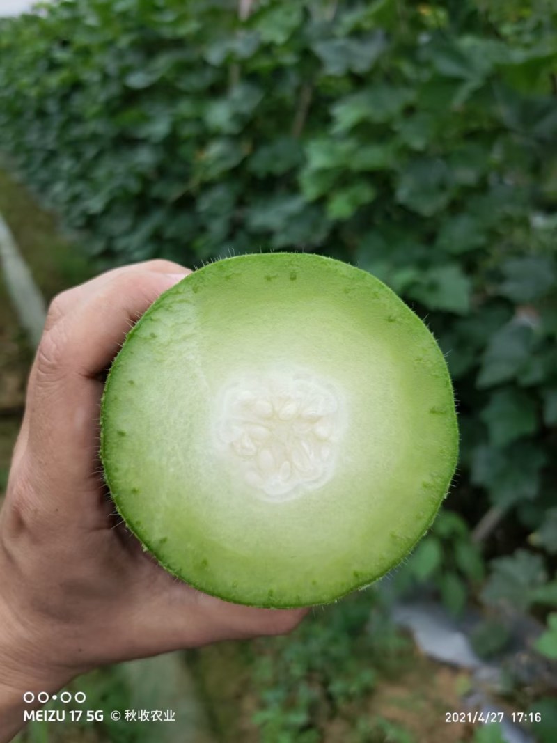 广西育苗基地毛节瓜嫁接苗直播苗代育加工品质优质量保证！