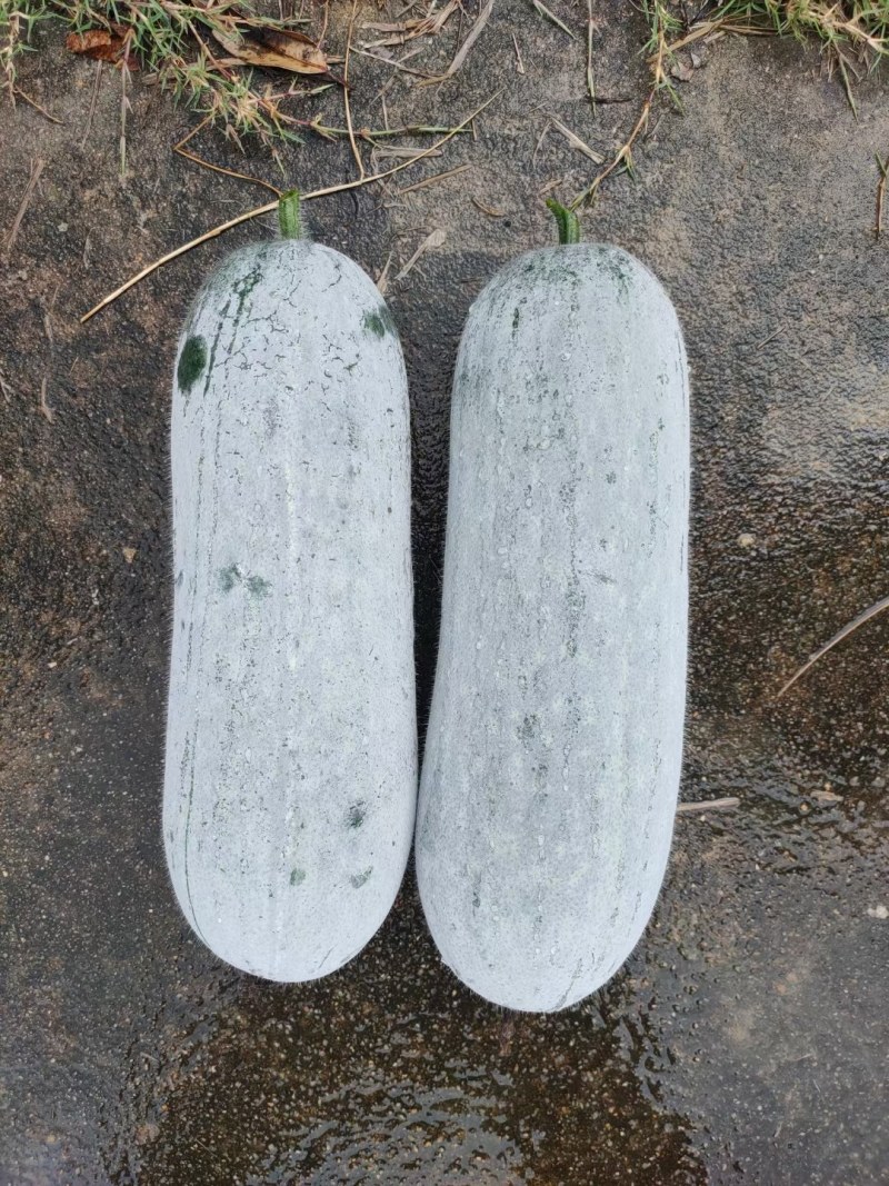 广西育苗基地毛节瓜嫁接苗直播苗代育加工品质优质量保证！