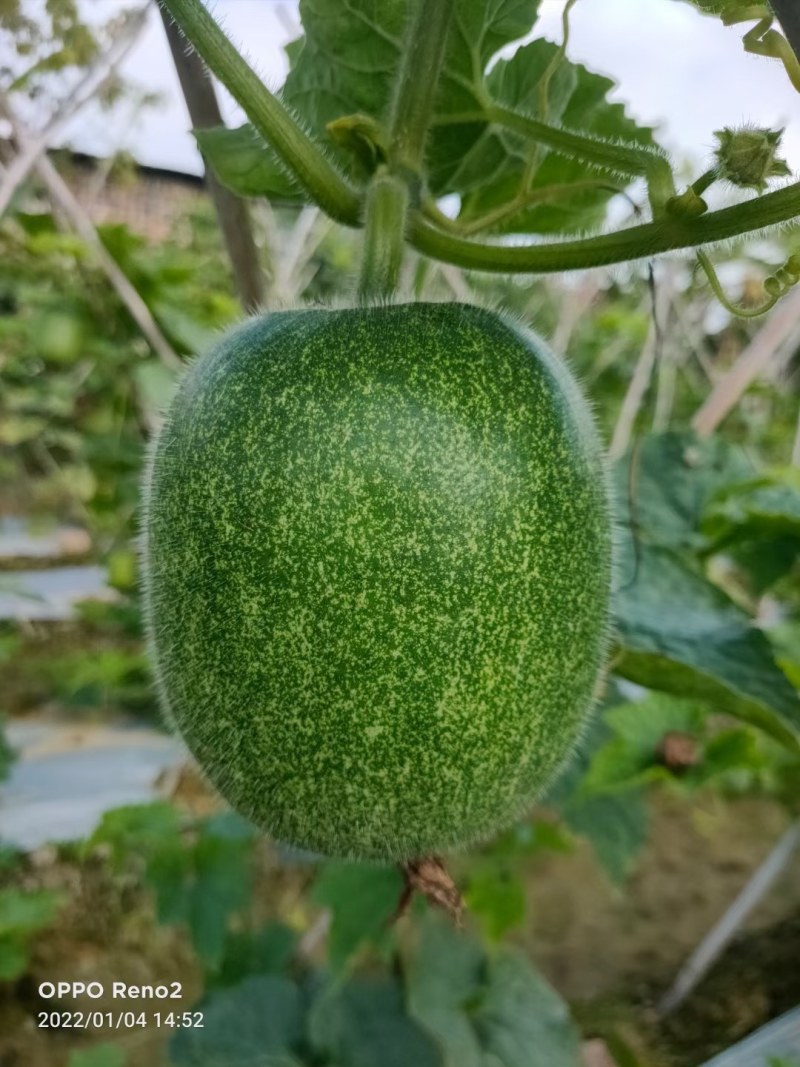 广西育苗基地毛节瓜嫁接苗直播苗代育加工品质优质量保证！