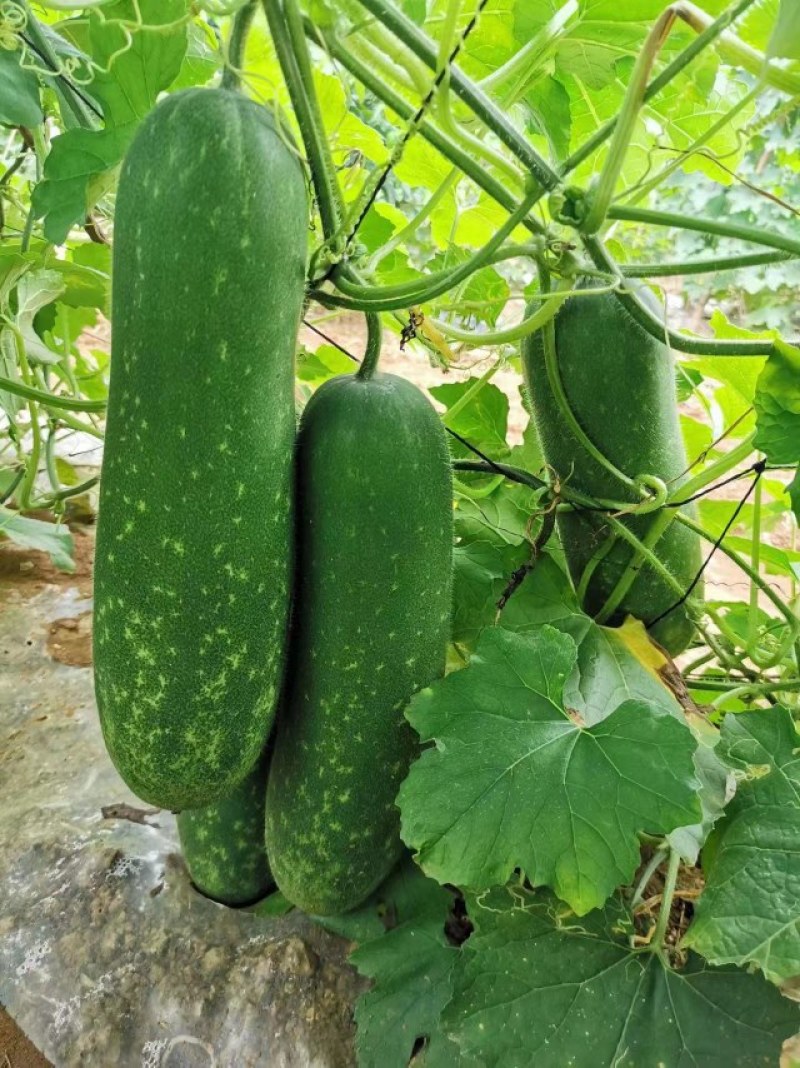 广西育苗基地毛节瓜嫁接苗直播苗代育加工品质优质量保证！
