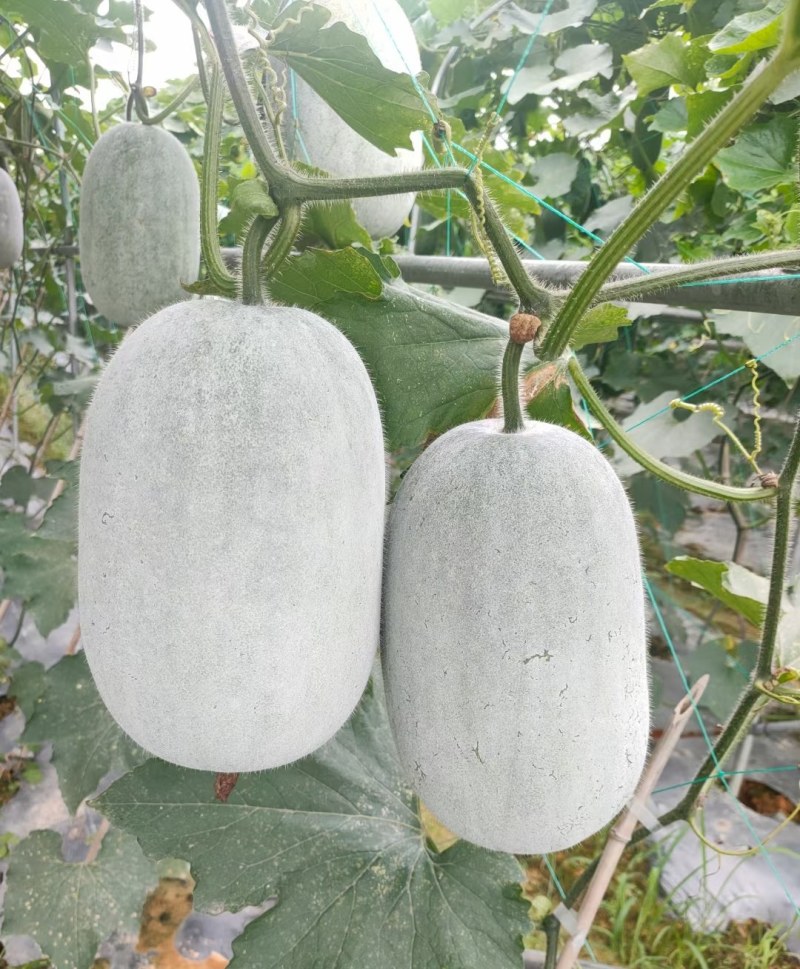 广西育苗基地毛节瓜嫁接苗直播苗代育加工品质优质量保证！