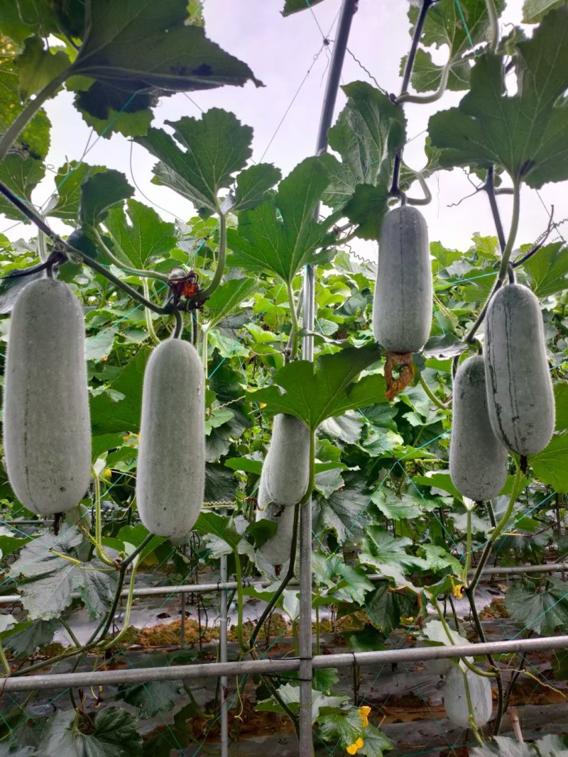 广西育苗基地毛节瓜嫁接苗直播苗代育加工品质优质量保证！