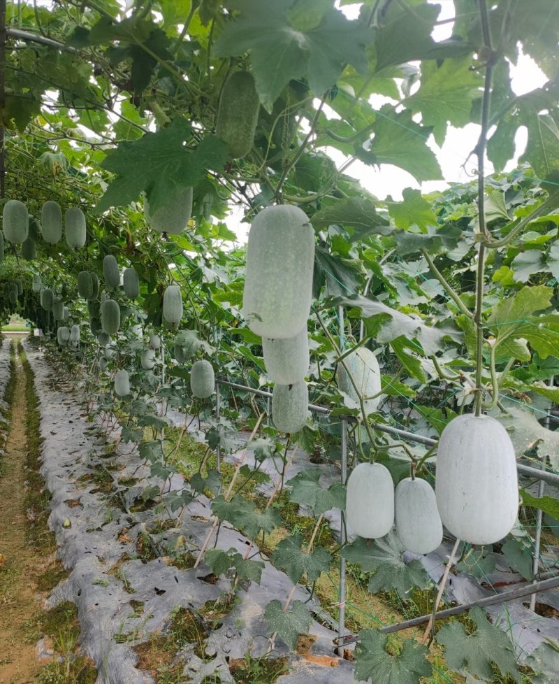 广西育苗基地毛节瓜嫁接苗直播苗代育加工品质优质量保证！