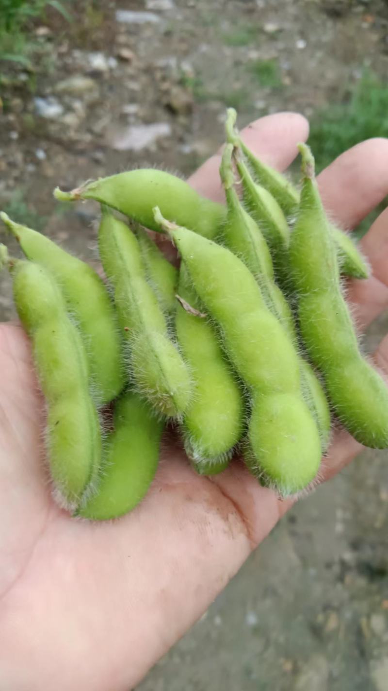 毛豆