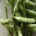 精品毛豆上市中