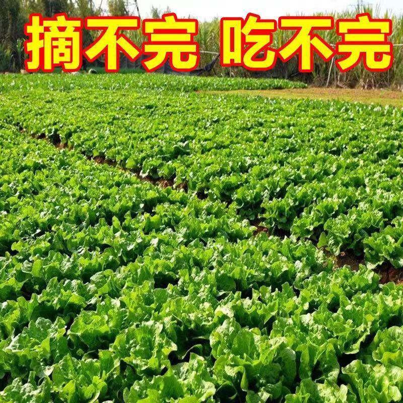 奶油生菜种子四季播秋冬季农家田园阳台种菜沙拉专用蔬菜种