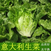 意大利生菜种子大全水培种籽高产蔬菜四季种籽孑菜籽农家南方