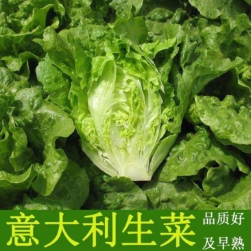 意大利生菜种子大全水培种籽高产蔬菜四季种籽孑菜籽农家南方