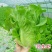 意大利生菜种子大全水培种籽高产蔬菜四季种籽孑菜籽农家南方