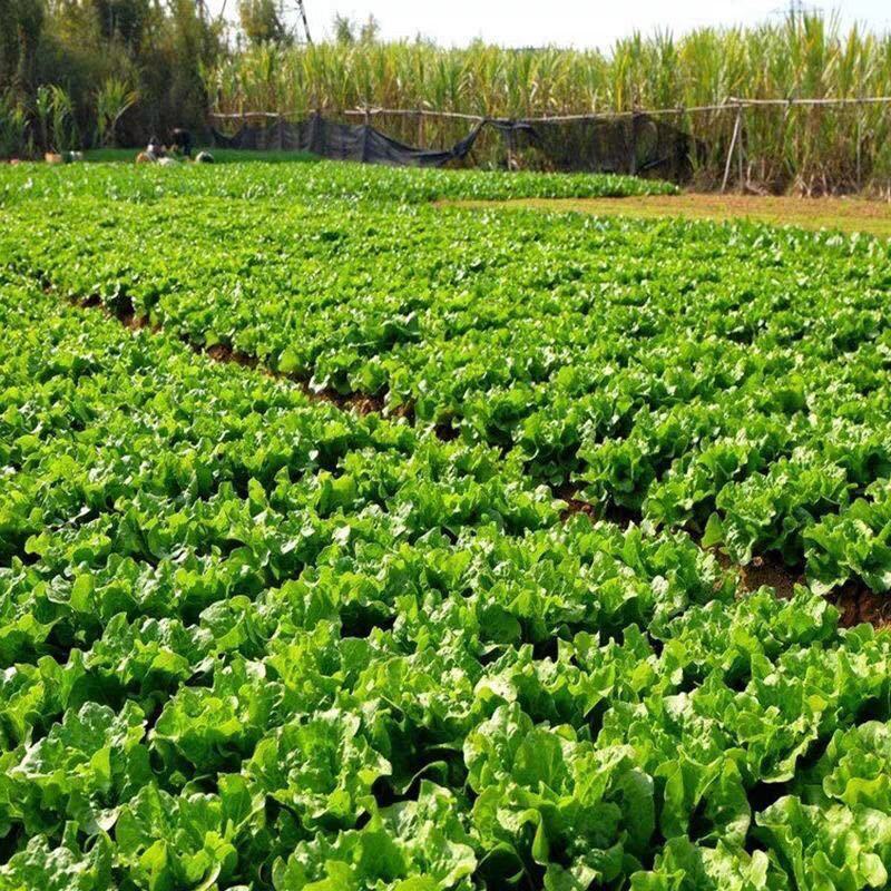 意大利生菜种子大全水培种籽高产蔬菜四季种籽孑菜籽农家南方