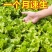 意大利生菜种子大全水培种籽高产蔬菜四季种籽孑菜籽农家南方