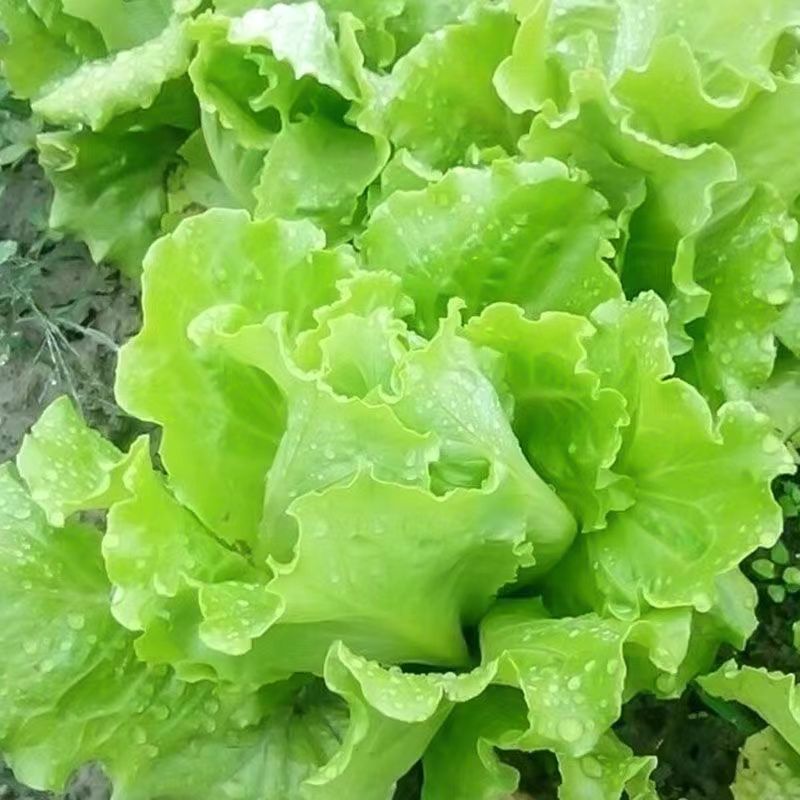 意大利生菜种子大全水培种籽高产蔬菜四季种籽孑菜籽农家南方