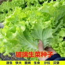 玻璃生菜种子意大利生菜奶油生菜种子大叶高产蔬菜四季种籽
