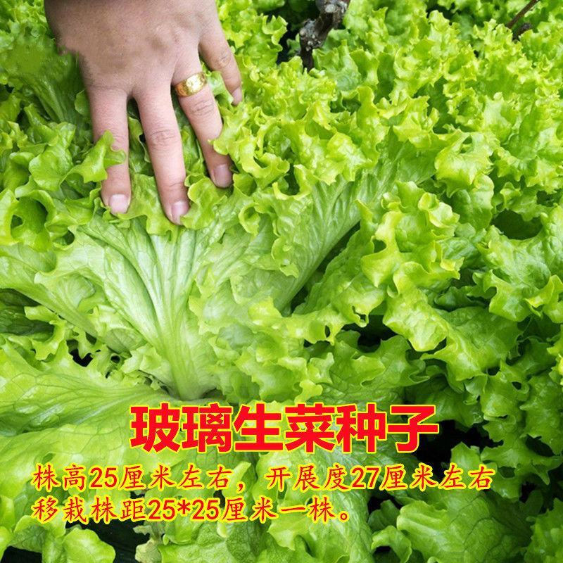 玻璃生菜种子意大利生菜奶油生菜种子大叶高产蔬菜四季种籽
