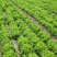 玻璃生菜种子意大利生菜奶油生菜种子大叶高产蔬菜四季种籽