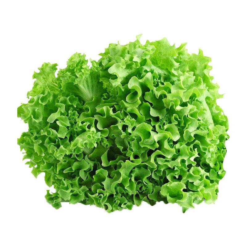 玻璃生菜种子意大利生菜奶油生菜种子大叶高产蔬菜四季种籽