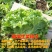 玻璃生菜种子意大利生菜奶油生菜种子大叶高产蔬菜四季种籽