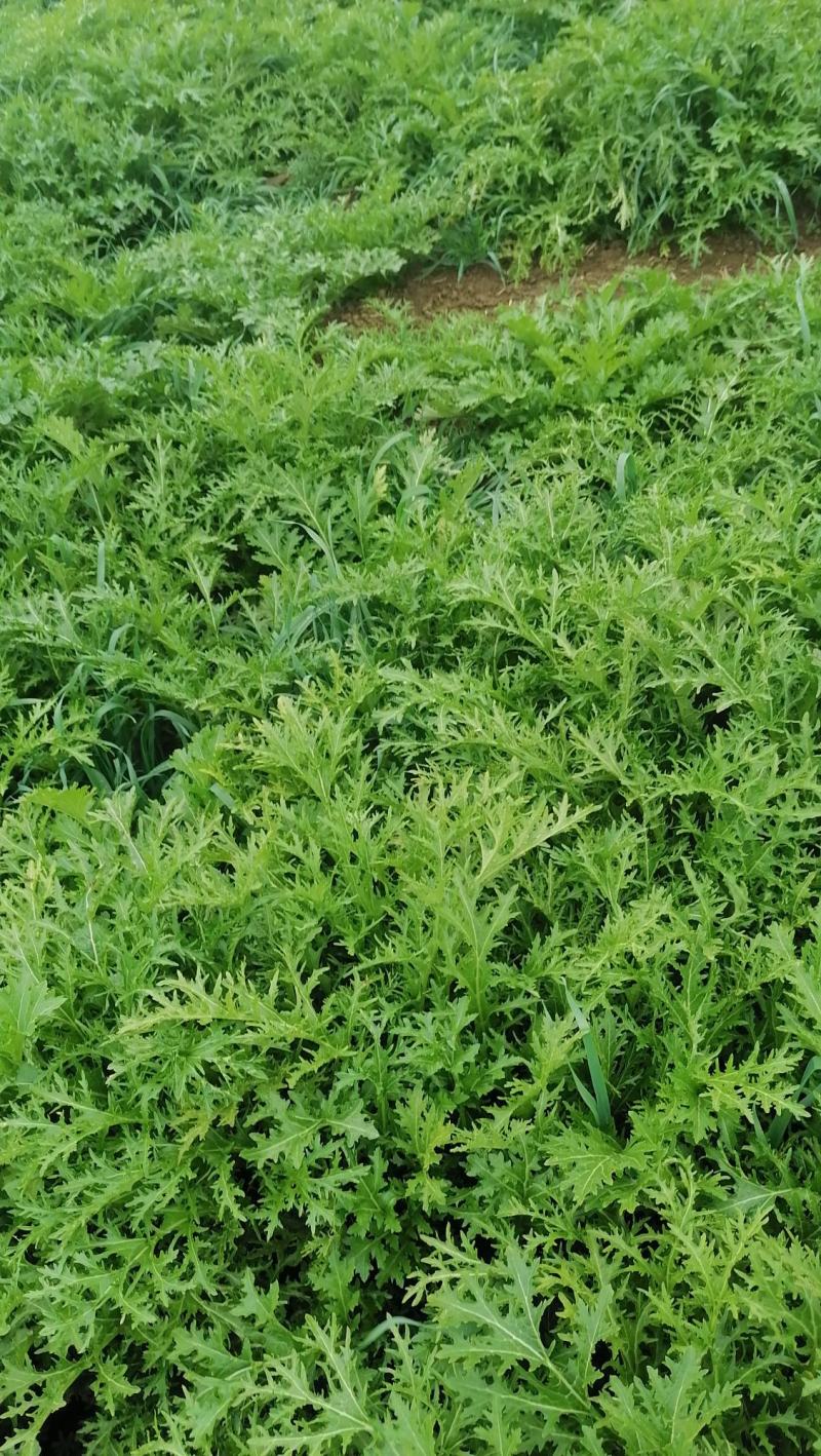雪里红腌制半成品