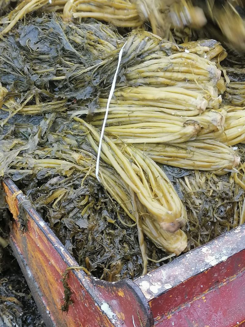 雪里红腌制半成品