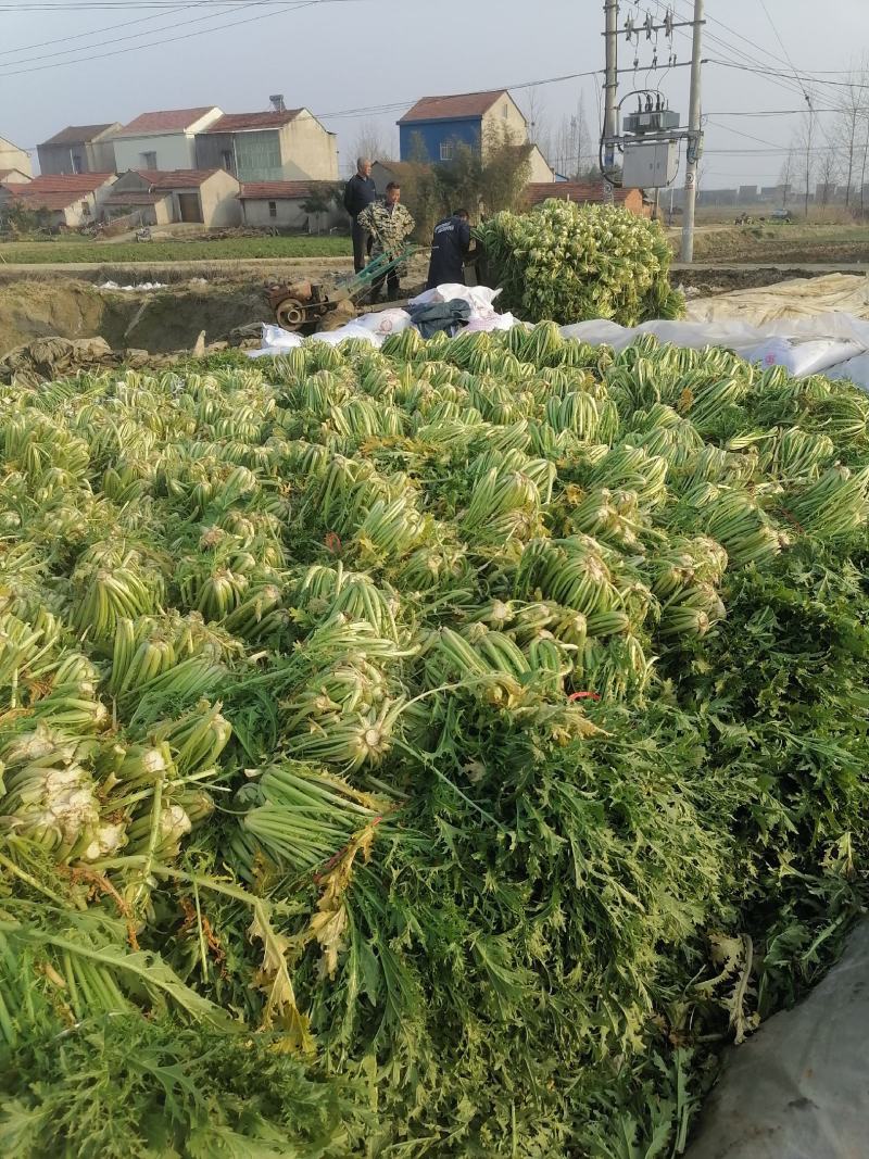 雪里红腌制半成品
