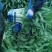 河北张家口蔬菜种植基地现货大量供应莴笋，里外绿，泰安子