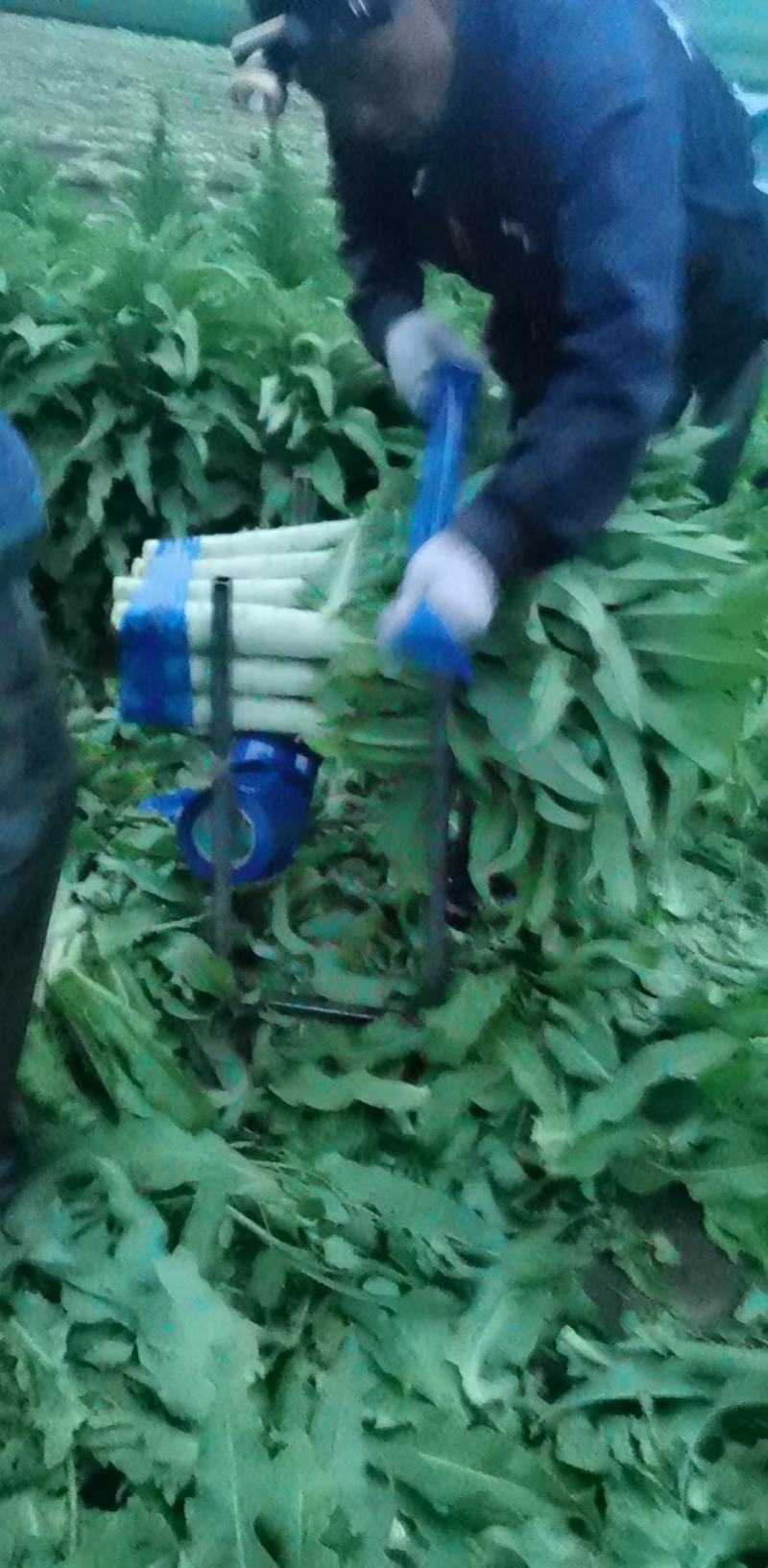 河北张家口蔬菜种植基地现货大量供应莴笋，里外绿，泰安子