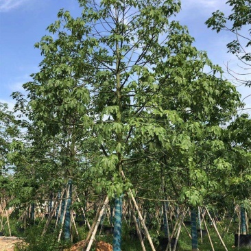 澳洲火焰木