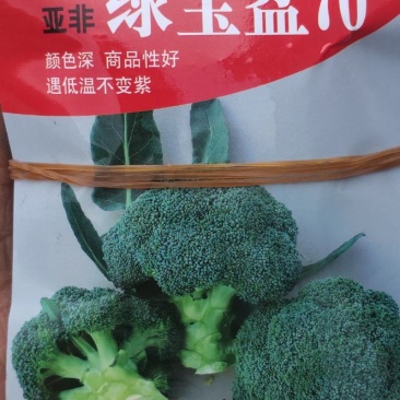 【推荐】西兰花苗规格齐全早熟中晚成熟都有欢迎电询