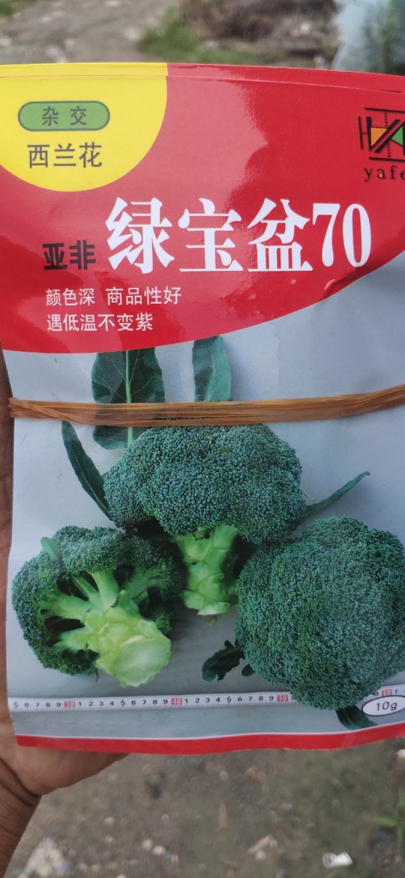 【推荐】西兰花苗规格齐全早熟中晚成熟都有欢迎电询